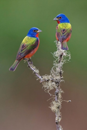 Picture of PAIR OF MALE PAINTED BUNTINGS RIO GRANDE VALLEY-TEXAS