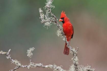 Picture of MALE NORTHERN CARDINAL RIO GRANDE VALLEY-TEXAS