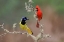 Picture of MALE NORTHERN CARDINAL RIO GRANDE VALLEY-TEXAS