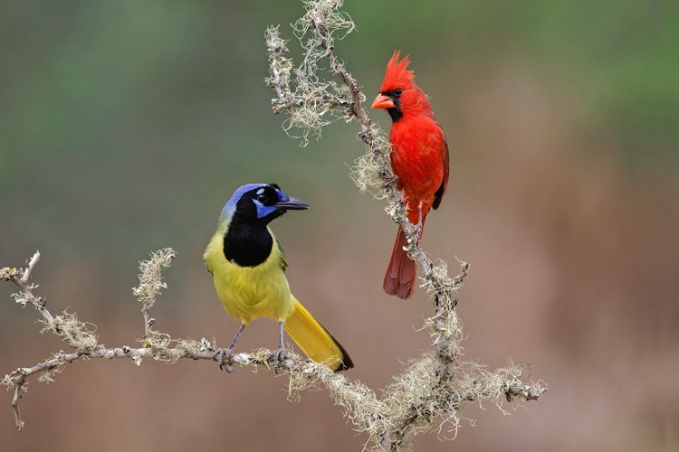 Picture of MALE NORTHERN CARDINAL RIO GRANDE VALLEY-TEXAS