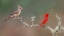 Picture of MALE AND FEMALE NORTHERN CARDINALS RIO GRANDE VALLEY-TEXAS