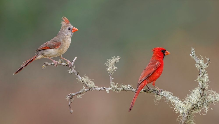 Picture of MALE AND FEMALE NORTHERN CARDINALS RIO GRANDE VALLEY-TEXAS