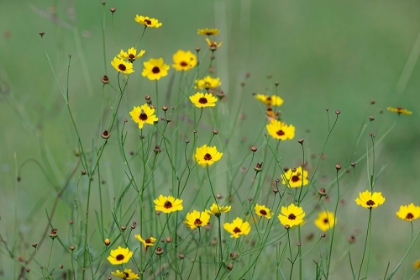 Picture of YELLOW COREOPSIS FLOWERS-RIO GRANDE VALLEY-TEXAS