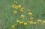 Picture of YELLOW COREOPSIS FLOWERS-RIO GRANDE VALLEY-TEXAS