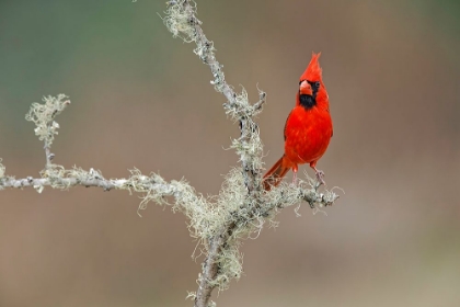 Picture of MALE NORTHERN CARDINAL RIO GRANDE VALLEY-TEXAS