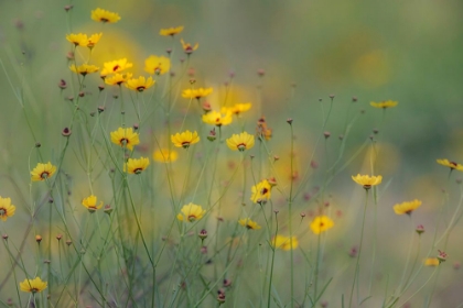 Picture of SOFT FOCUS VIEW OF COREOPSIS FLOWERS-RIO GRANDE VALLEY-TEXAS