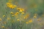 Picture of SOFT FOCUS VIEW OF COREOPSIS FLOWERS-RIO GRANDE VALLEY-TEXAS