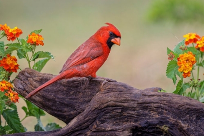 Picture of MALE CARDINAL AND FLOWERS-RIO GRANDE VALLEY-TEXAS