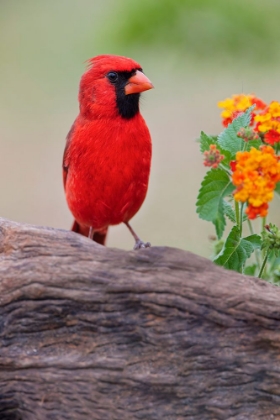 Picture of MALE CARDINAL AND FLOWERS-RIO GRANDE VALLEY-TEXAS