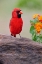 Picture of MALE CARDINAL AND FLOWERS-RIO GRANDE VALLEY-TEXAS