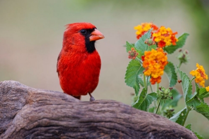 Picture of MALE CARDINAL AND FLOWERS-RIO GRANDE VALLEY-TEXAS