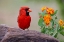 Picture of MALE CARDINAL AND FLOWERS-RIO GRANDE VALLEY-TEXAS