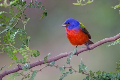 Picture of PAINTED BUNTING RIO GRANDE VALLEY-TEXAS