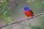 Picture of PAINTED BUNTING RIO GRANDE VALLEY-TEXAS