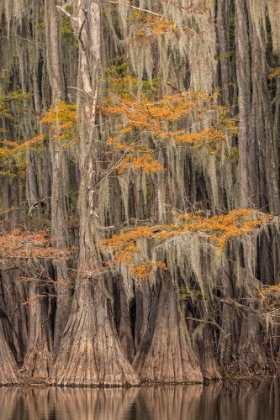 Picture of BALD CYPRESS TREE DRAPED IN SPANISH MOSS WITH FALL COLORS CADDO LAKE STATE PARK-UNCERTAIN-TEXAS