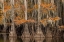 Picture of BALD CYPRESS TREE DRAPED IN SPANISH MOSS WITH FALL COLORS CADDO LAKE STATE PARK-UNCERTAIN-TEXAS