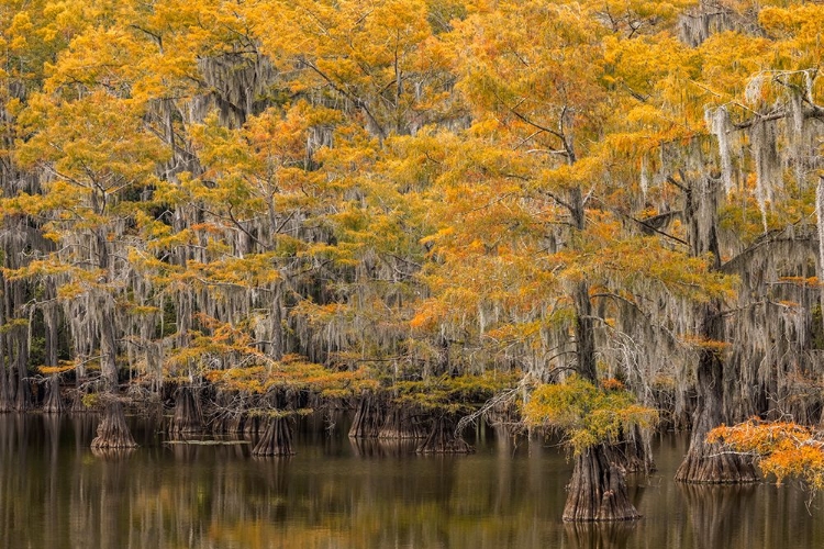 Picture of BALD CYPRESS TREE DRAPED IN SPANISH MOSS WITH FALL COLORS CADDO LAKE STATE PARK-UNCERTAIN-TEXAS