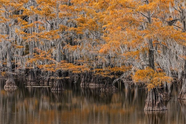 Picture of BALD CYPRESS TREE DRAPED IN SPANISH MOSS WITH FALL COLORS CADDO LAKE STATE PARK-UNCERTAIN-TEXAS