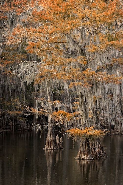 Picture of BALD CYPRESS TREE DRAPED IN SPANISH MOSS WITH FALL COLORS CADDO LAKE STATE PARK-UNCERTAIN-TEXAS