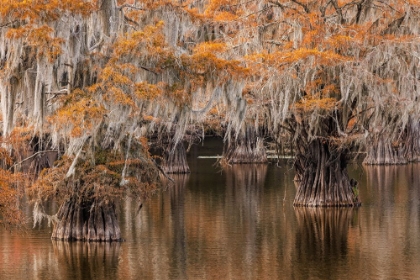 Picture of BALD CYPRESS TREE DRAPED IN SPANISH MOSS WITH FALL COLORS CADDO LAKE STATE PARK-UNCERTAIN-TEXAS