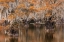 Picture of BALD CYPRESS TREE DRAPED IN SPANISH MOSS WITH FALL COLORS CADDO LAKE STATE PARK-UNCERTAIN-TEXAS