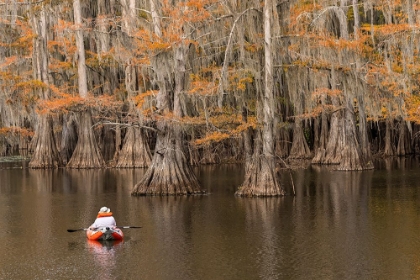 Picture of BALD CYPRESS TREE DRAPED IN SPANISH MOSS WITH FALL COLORS AND KAYAKER CADDO LAKE STATE PARK