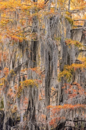 Picture of BALD CYPRESS TREE DRAPED IN SPANISH MOSS WITH FALL COLORS CADDO LAKE STATE PARK-UNCERTAIN-TEXAS