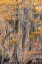 Picture of BALD CYPRESS TREE DRAPED IN SPANISH MOSS WITH FALL COLORS CADDO LAKE STATE PARK-UNCERTAIN-TEXAS