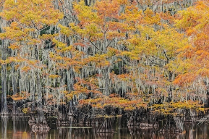 Picture of BALD CYPRESS TREE DRAPED IN SPANISH MOSS WITH FALL COLORS CADDO LAKE STATE PARK-UNCERTAIN-TEXAS