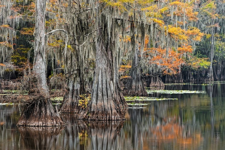 Picture of BALD CYPRESS TREE DRAPED IN SPANISH MOSS WITH FALL COLORS CADDO LAKE STATE PARK-UNCERTAIN-TEXAS