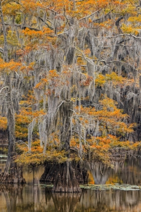 Picture of BALD CYPRESS TREE DRAPED IN SPANISH MOSS WITH FALL COLORS CADDO LAKE STATE PARK-UNCERTAIN-TEXAS