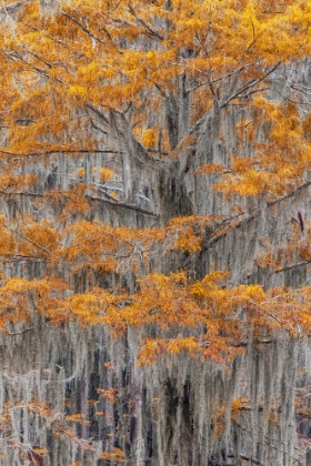 Picture of BALD CYPRESS TREE DRAPED IN SPANISH MOSS WITH FALL COLORS CADDO LAKE STATE PARK-UNCERTAIN-TEXAS