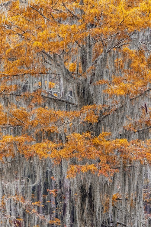 Picture of BALD CYPRESS TREE DRAPED IN SPANISH MOSS WITH FALL COLORS CADDO LAKE STATE PARK-UNCERTAIN-TEXAS