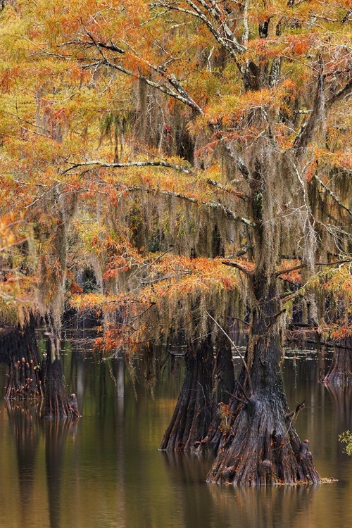 Picture of BALD CYPRESS TREE DRAPED IN SPANISH MOSS WITH FALL COLORS CADDO LAKE STATE PARK-UNCERTAIN-TEXAS