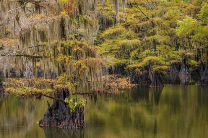 Picture of BALD CYPRESS TREE DRAPED IN SPANISH MOSS WITH FALL COLORS CADDO LAKE STATE PARK-UNCERTAIN-TEXAS