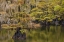 Picture of BALD CYPRESS TREE DRAPED IN SPANISH MOSS WITH FALL COLORS CADDO LAKE STATE PARK-UNCERTAIN-TEXAS