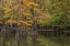 Picture of BALD CYPRESS TREE DRAPED IN SPANISH MOSS WITH FALL COLORS CADDO LAKE STATE PARK-UNCERTAIN-TEXAS