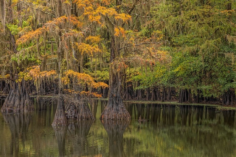 Picture of BALD CYPRESS TREE DRAPED IN SPANISH MOSS WITH FALL COLORS CADDO LAKE STATE PARK-UNCERTAIN-TEXAS