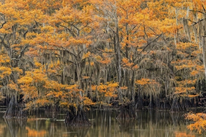 Picture of BALD CYPRESS TREE DRAPED IN SPANISH MOSS WITH FALL COLORS CADDO LAKE STATE PARK-UNCERTAIN-TEXAS