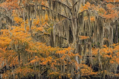 Picture of BALD CYPRESS TREE DRAPED IN SPANISH MOSS WITH FALL COLORS CADDO LAKE STATE PARK-UNCERTAIN-TEXAS