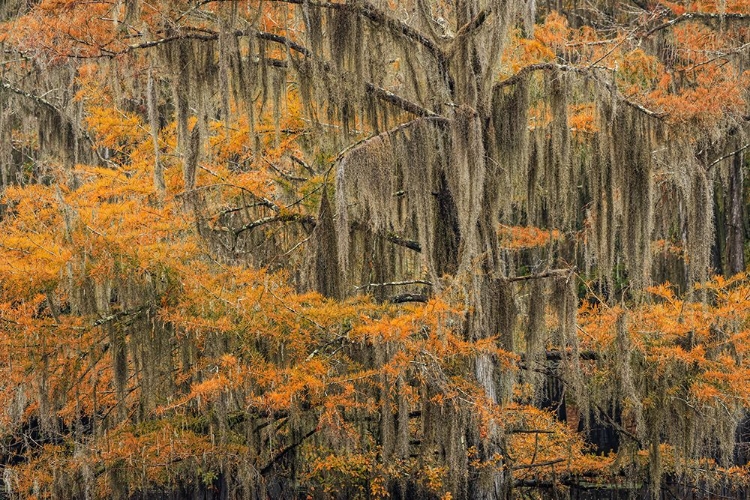 Picture of BALD CYPRESS TREE DRAPED IN SPANISH MOSS WITH FALL COLORS CADDO LAKE STATE PARK-UNCERTAIN-TEXAS