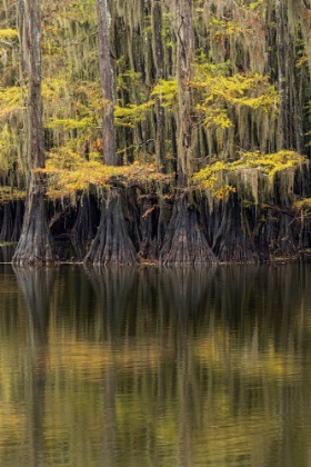 Picture of BALD CYPRESS TREE DRAPED IN SPANISH MOSS WITH FALL COLORS CADDO LAKE STATE PARK-UNCERTAIN-TEXAS