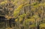 Picture of BALD CYPRESS TREE DRAPED IN SPANISH MOSS WITH FALL COLORS CADDO LAKE STATE PARK-UNCERTAIN-TEXAS