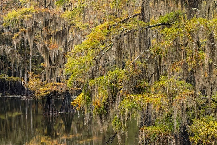 Picture of BALD CYPRESS TREE DRAPED IN SPANISH MOSS WITH FALL COLORS CADDO LAKE STATE PARK-UNCERTAIN-TEXAS