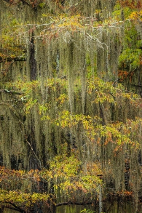 Picture of BALD CYPRESS TREE DRAPED IN SPANISH MOSS WITH FALL COLORS CADDO LAKE STATE PARK-UNCERTAIN-TEXAS