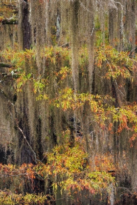 Picture of BALD CYPRESS TREE DRAPED IN SPANISH MOSS WITH FALL COLORS CADDO LAKE STATE PARK-UNCERTAIN-TEXAS