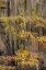 Picture of BALD CYPRESS TREE DRAPED IN SPANISH MOSS WITH FALL COLORS CADDO LAKE STATE PARK-UNCERTAIN-TEXAS