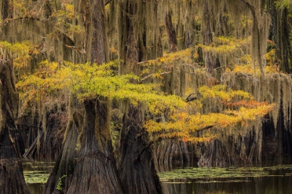 Picture of BALD CYPRESS TREE DRAPED IN SPANISH MOSS WITH FALL COLORS CADDO LAKE STATE PARK-UNCERTAIN-TEXAS