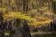 Picture of BALD CYPRESS TREE DRAPED IN SPANISH MOSS WITH FALL COLORS CADDO LAKE STATE PARK-UNCERTAIN-TEXAS