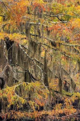 Picture of BALD CYPRESS TREE DRAPED IN SPANISH MOSS WITH FALL COLORS CADDO LAKE STATE PARK-UNCERTAIN-TEXAS